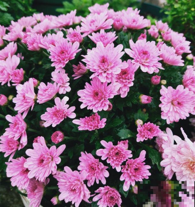 世界上品种最多的植物,没有之一,路边满大街都是! 世界上品种最多的植物,没有之一,路边满大街都是!