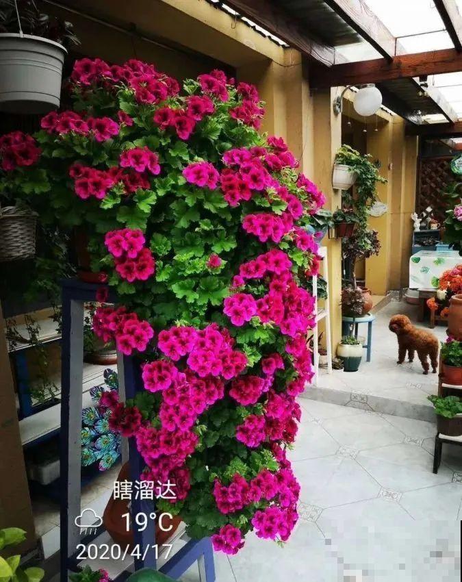 接近两米的天竺葵,比人还高,开花真霸气! 接近两米的天竺葵,比人还高,开花真霸气!