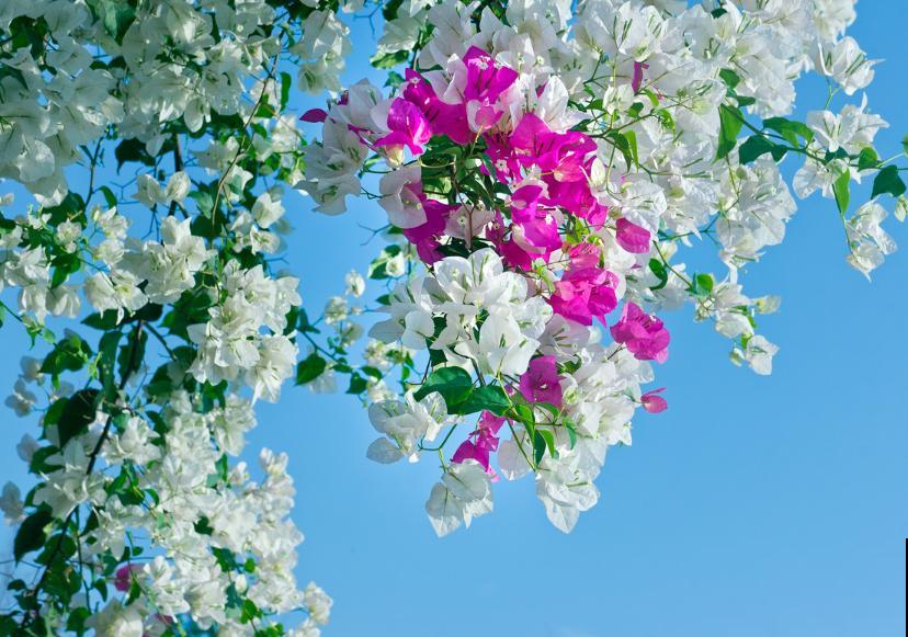 路边常见的4种花，名字里带梅，却不是梅花！