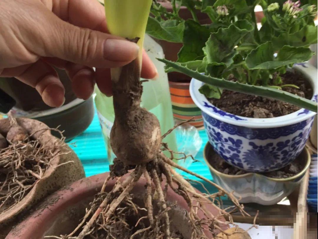 看到这些花,扭头就走,别买,谁买谁吃亏! 看到这些花,扭头就走,别买,谁买谁吃亏!