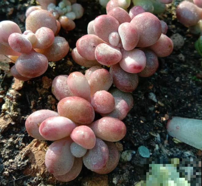 养了5年多肉,从小白变成大神,这些经验送你了! 养了5年多肉,从小白变成大神,这些经验送你了!