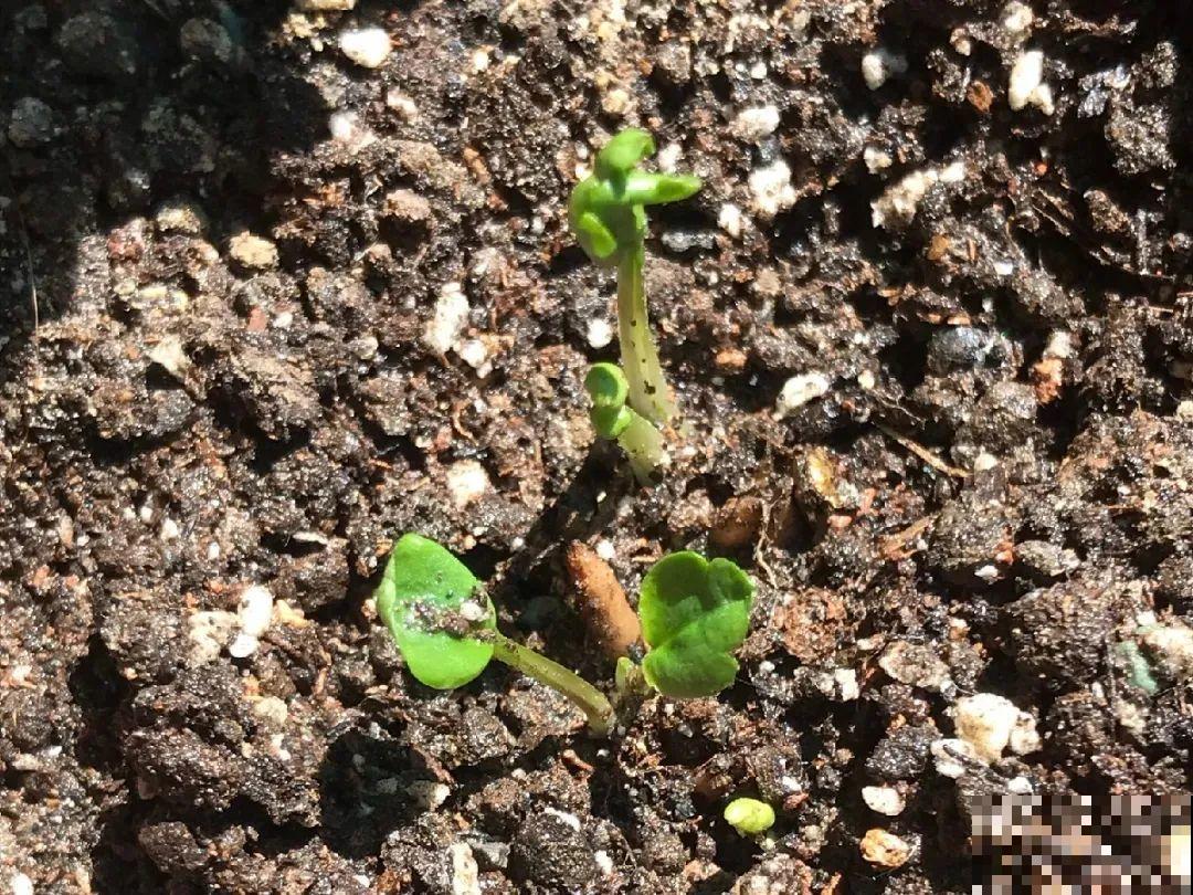 家里养盆花毛茛，开花像牡丹，艳丽多彩超漂亮