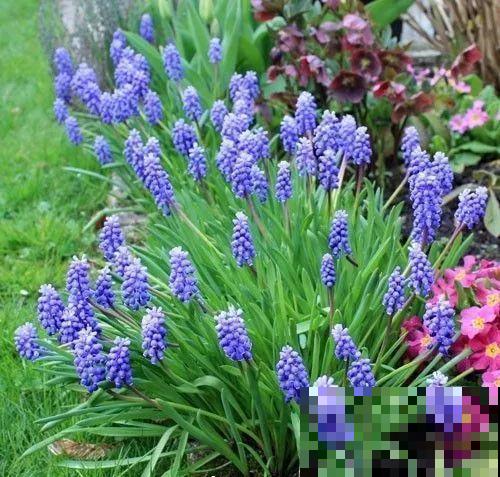 极品小铃铛，养一盆生一窝，冬天也能开花！