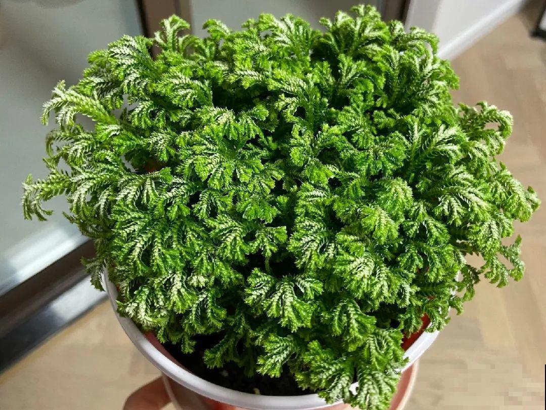 神奇的卷柏，可以起死回生，喷点水就复活！