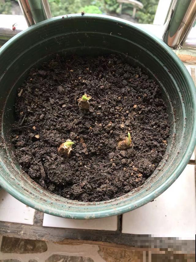 1种花，不怕晒不怕风，大雨过后呼呼开花