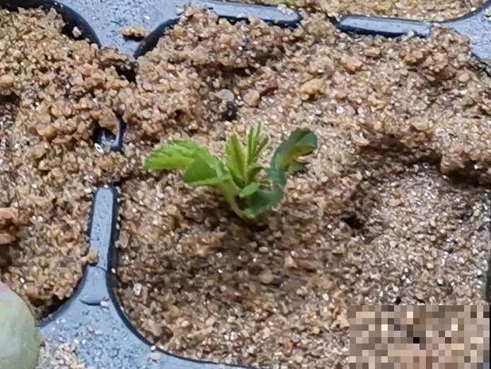 月季,绣球正是扦插好时机,学会方法,繁育一阳台! 月季,绣球正是扦插好时机,学会方法,繁育一阳台!