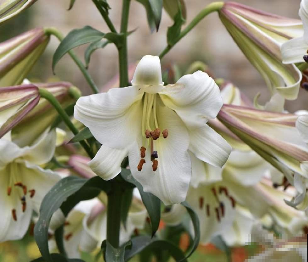 中国各城市市花，都在这里了，看看你所在的城市是什么花吧！