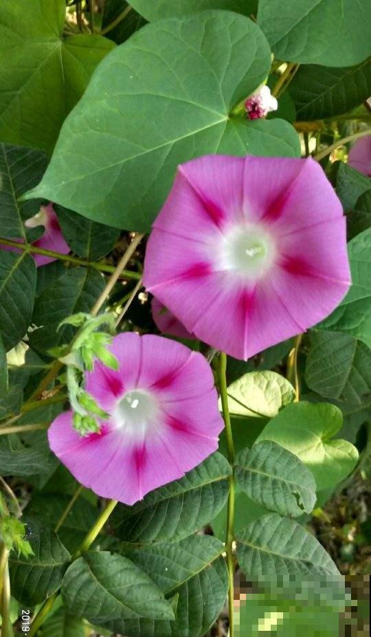 秋天适合播种，土里撒把种子，发芽超快