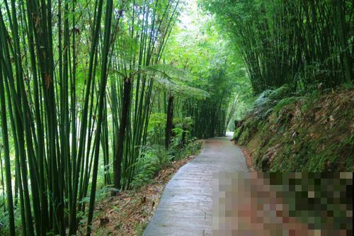 植物界2大成功定律:荷花定律、竹子定律! 植物界2大成功定律:荷花定律、竹子定律!