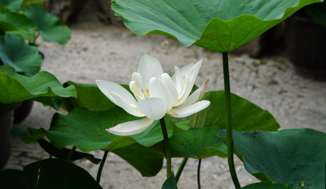 关于荷花,4个令人叹绝的冷知识,看完真长见识了! 关于荷花,4个令人叹绝的冷知识,看完真长见识了!