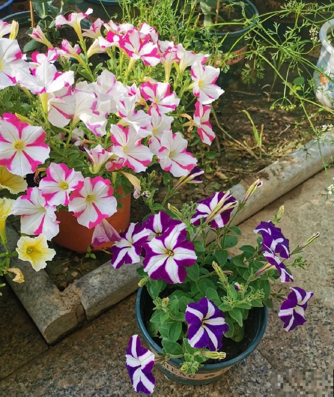 70岁老妈,一天也闲不住,院子里种满了花! 70岁老妈,一天也闲不住,院子里种满了花!