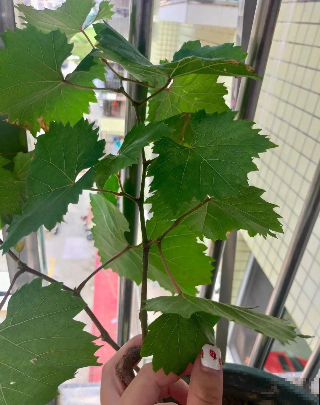 路边掐几根大粗枝,5天就生根,结果沉甸甸! 路边掐几根大粗枝,5天就生根,结果沉甸甸!