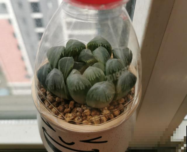 这些多肉都是贵族，一个比一个贵，还个个娇气难养！