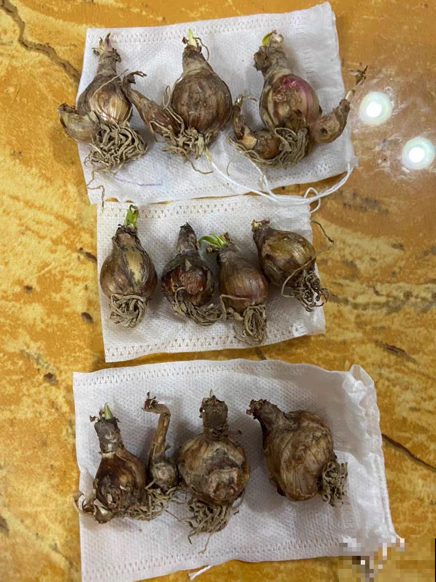 1种花，不怕晒不怕风，大雨过后呼呼开花