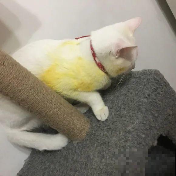 有些花有毒,家里有孩子要注意,不能乱碰 有些花有毒,家里有孩子要注意,不能乱碰