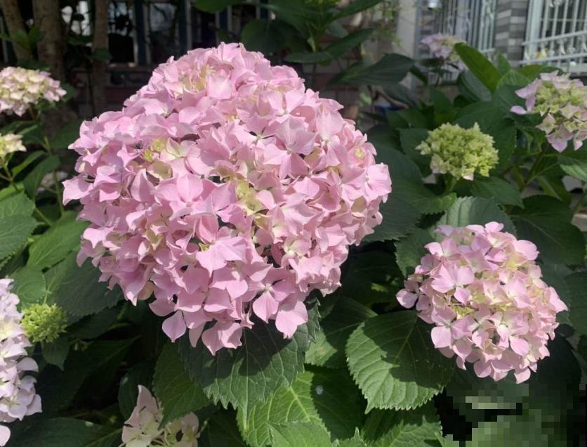 修剪最佳时机到了，有这花赶紧剪，晚了再也不开花！