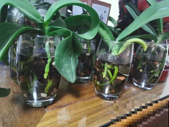 红掌喜欢纯水养，根长成人参，养10年都行！