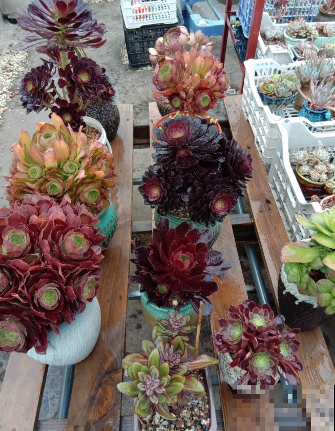 养了5年多肉,从小白变成大神,这些经验送你了! 养了5年多肉,从小白变成大神,这些经验送你了!