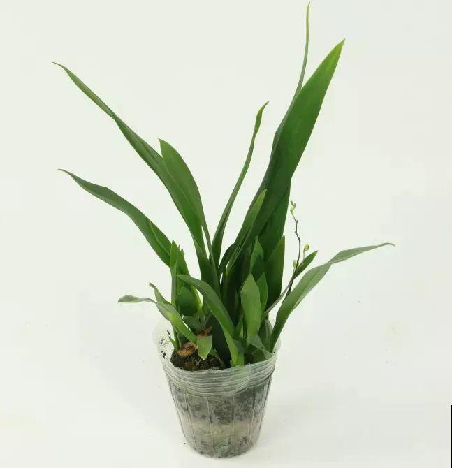 公认最好养的兰花,一次开花1000朵,满屋子兰香! 公认最好养的兰花,一次开花1000朵,满屋子兰香!