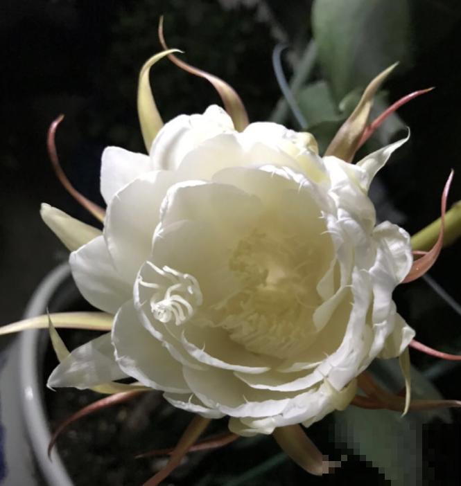 搬个椅子守了一晚上，就为了看昙花，我真是太拼了！