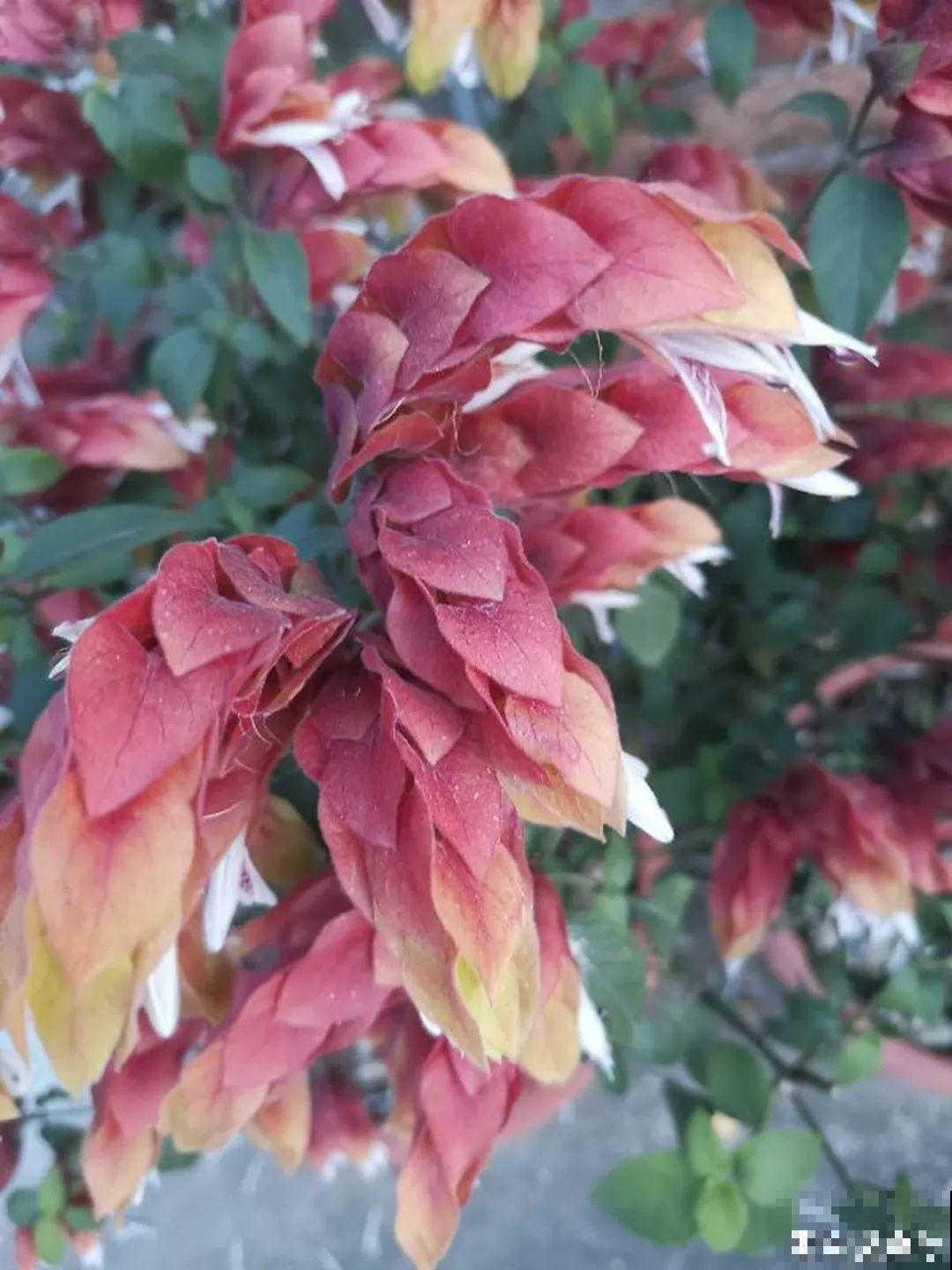 12种花，堪称“耐阴王”，比绿萝好看一万倍！