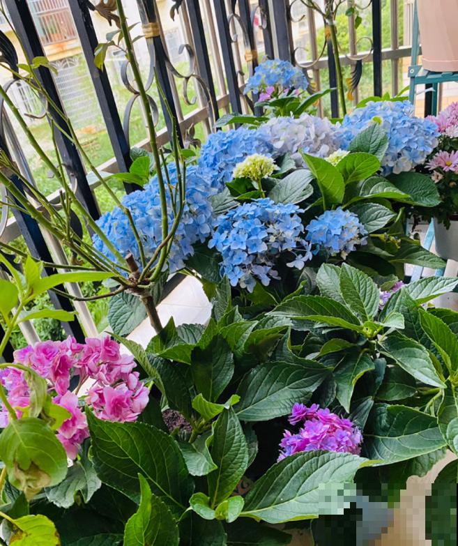 养这些花，就选一个最好的品种，随便养养都爆盆！