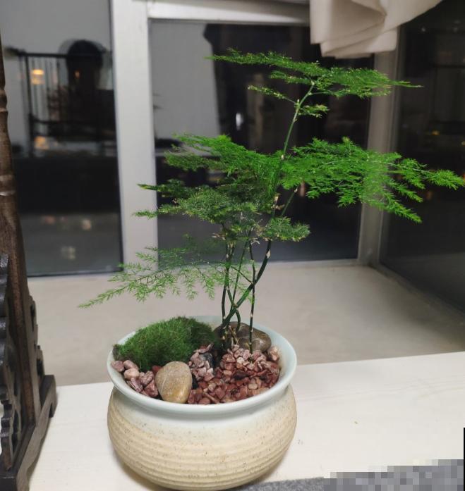 今日入伏,养花别做3件事,不然分分钟枯死! 今日入伏,养花别做3件事,不然分分钟枯死!