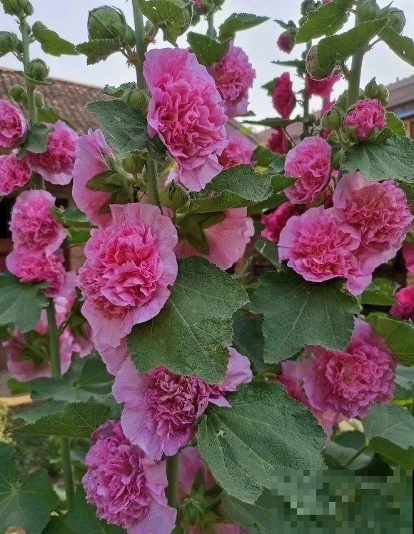 家里养这4种花，呼呼窜2米，开花成一串