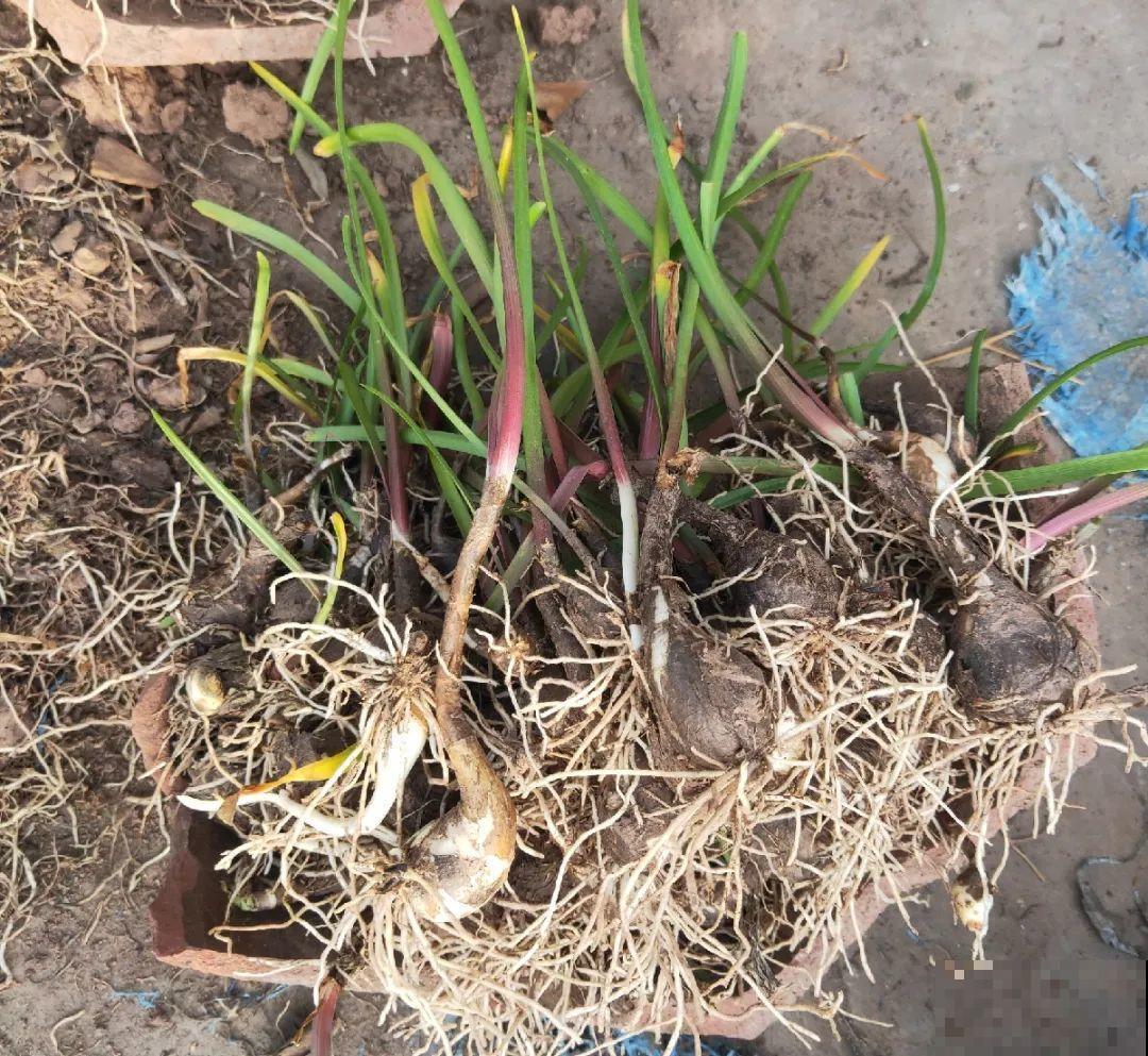 有些花有毒,家里有孩子要注意,不能乱碰 有些花有毒,家里有孩子要注意,不能乱碰