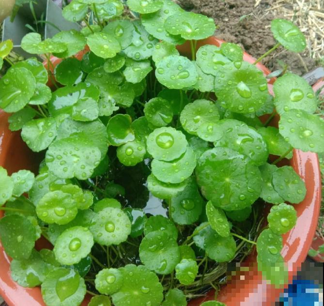 养这花，千万别买种子，全是假的！