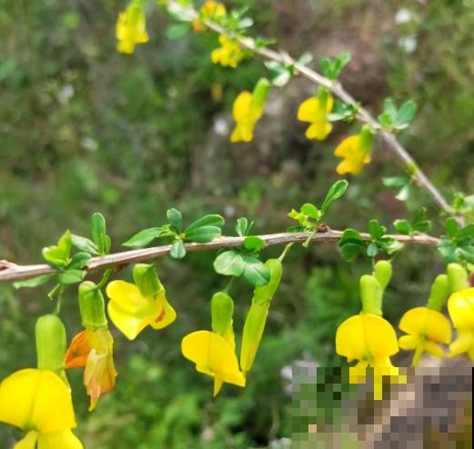 路边一种野花,能开2~3年不落,花瓣永不褪色! 路边一种野花,能开2~3年不落,花瓣永不褪色!