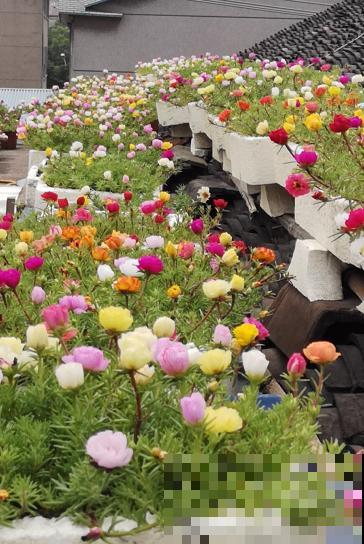 3种花要贱养，盆越小、开花越多，放大盆里容易死！