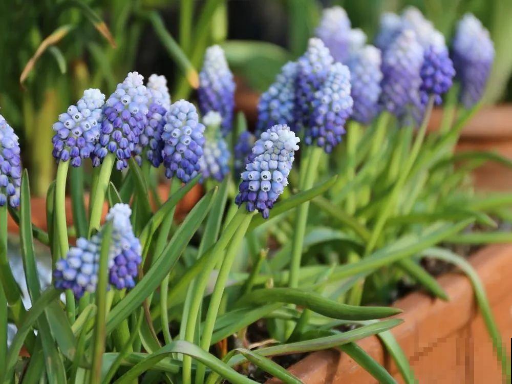 极品小铃铛,养一盆生一窝,冬天也能开花! 极品小铃铛,养一盆生一窝,冬天也能开花!