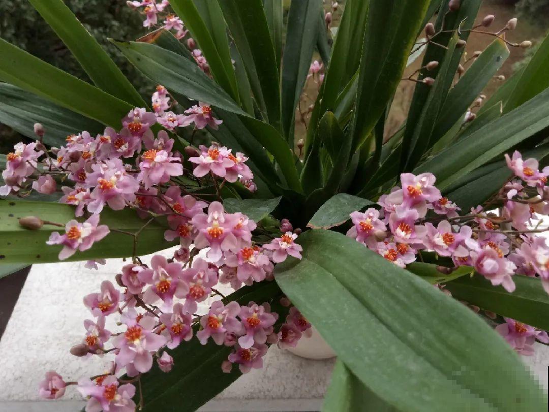 公认最好养的兰花,一次开花1000朵,满屋子兰香! 公认最好养的兰花,一次开花1000朵,满屋子兰香!