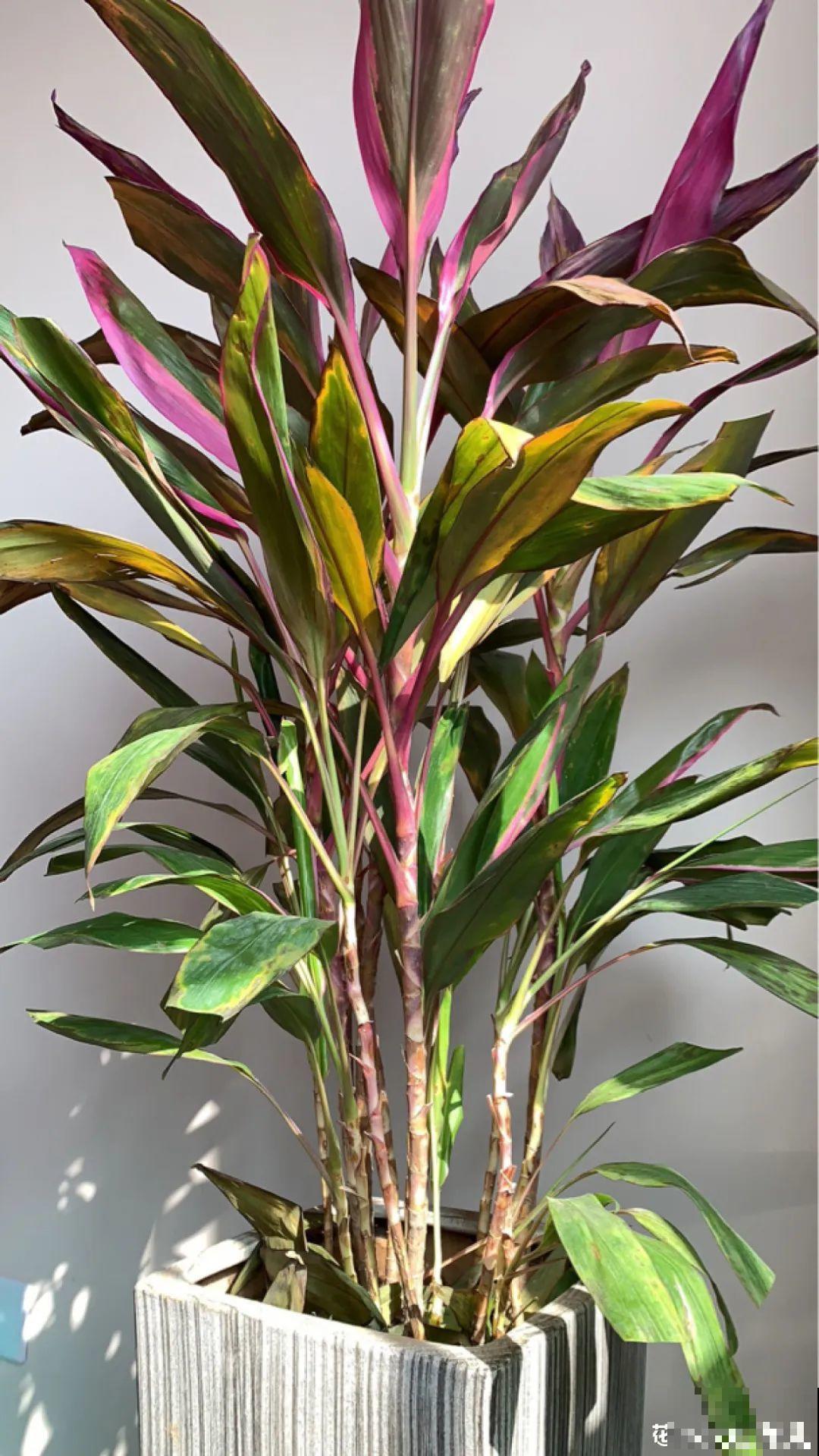 12种花，堪称“耐阴王”，比绿萝好看一万倍！