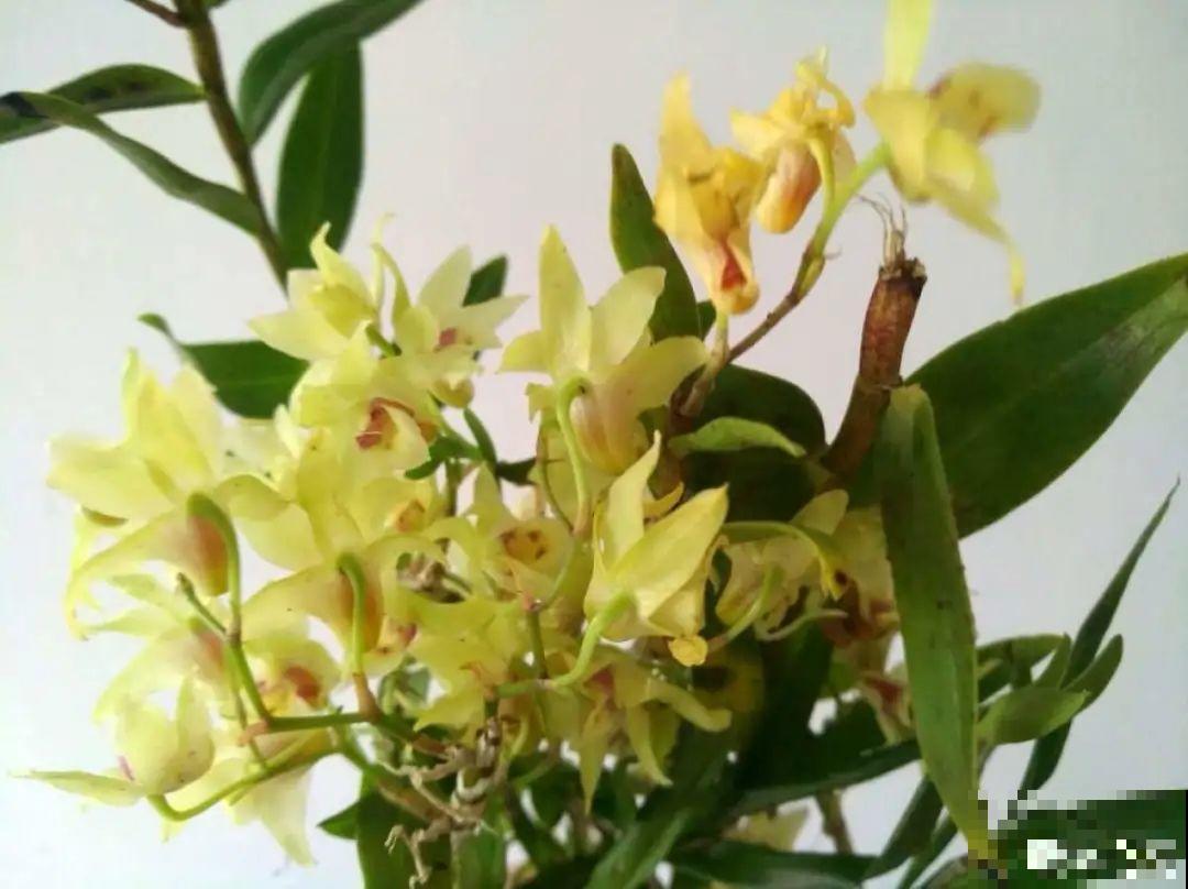 夏天这8种花，可以当菜吃，再不摘就没了！