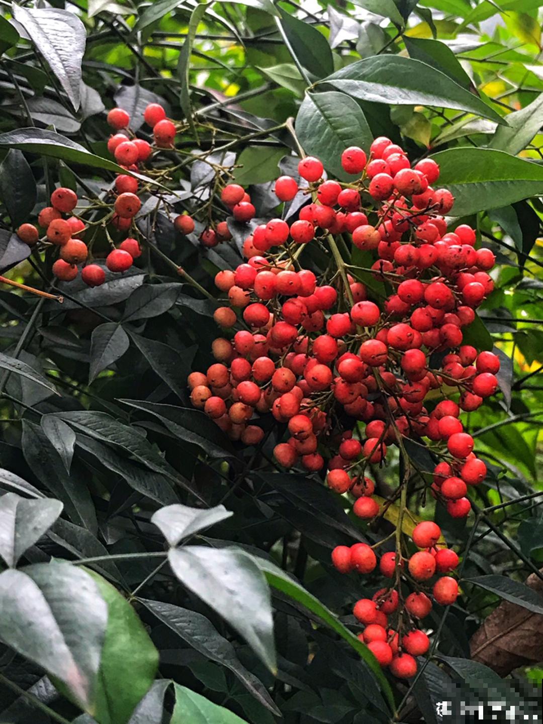 10种花有剧毒,遇到千万别乱碰,小心中毒! 10种花有剧毒,遇到千万别乱碰,小心中毒!