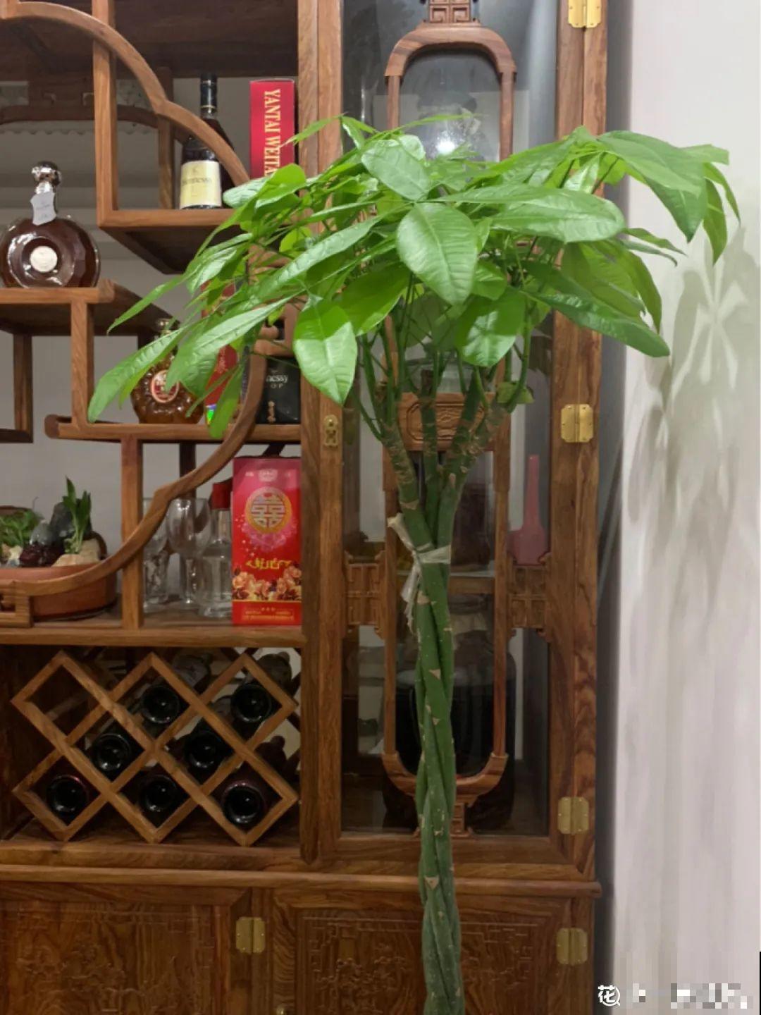 这花3年没浇水，却疯长得把盆撑爆，懒人福利啊！