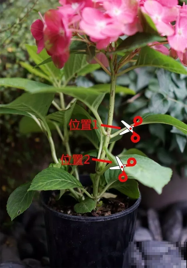 修剪最佳时机到了，有这花赶紧剪，晚了再也不开花！