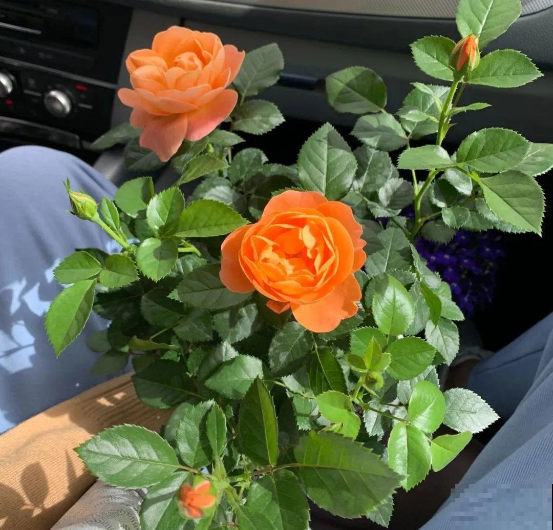 周末去花市捡漏，这花竟然1块钱1棵，赶紧买！