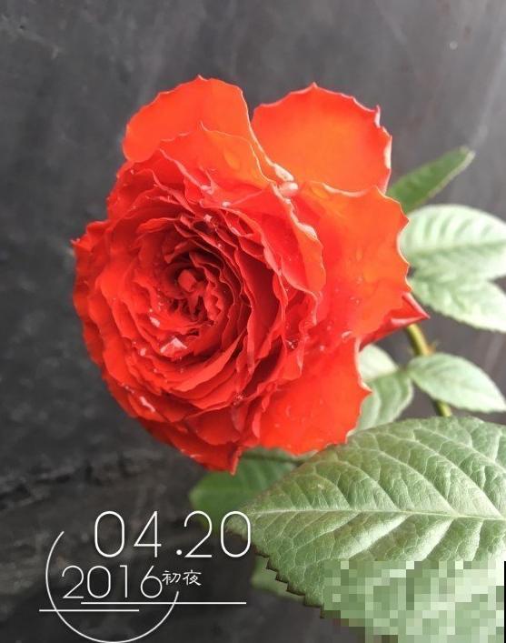 这些花,名字真让人尴尬,一读出来都没法听! 这些花,名字真让人尴尬,一读出来都没法听!