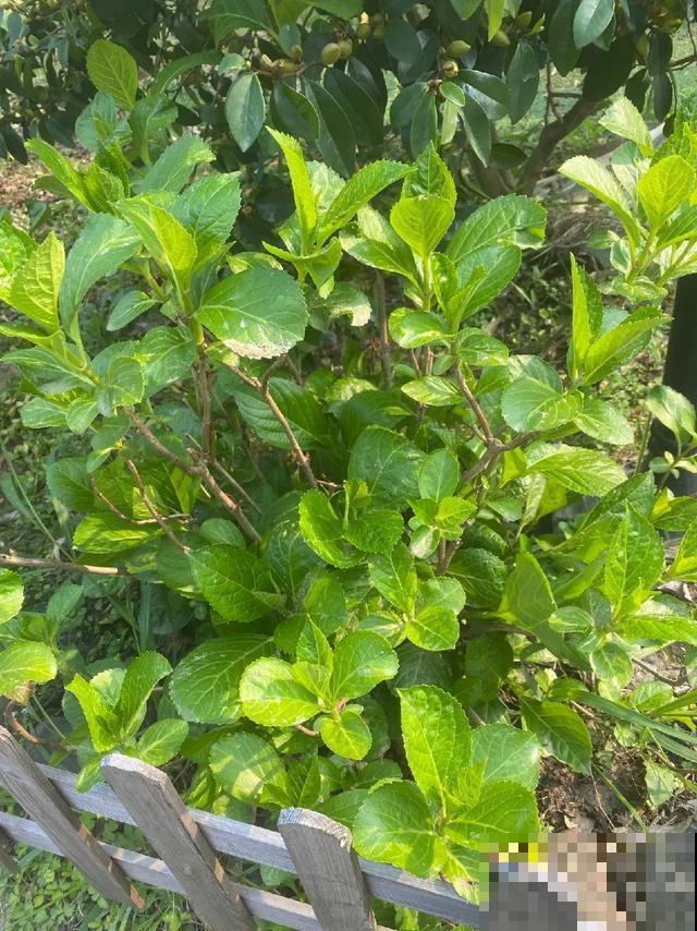 绣球老了不开花,这么养,老桩爆开上千朵花! 绣球老了不开花,这么养,老桩爆开上千朵花!