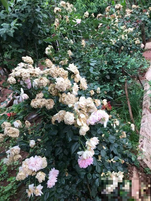 女儿辞职，回家养花，老爸说：15亩地，你负责养花，我负责蔬果！