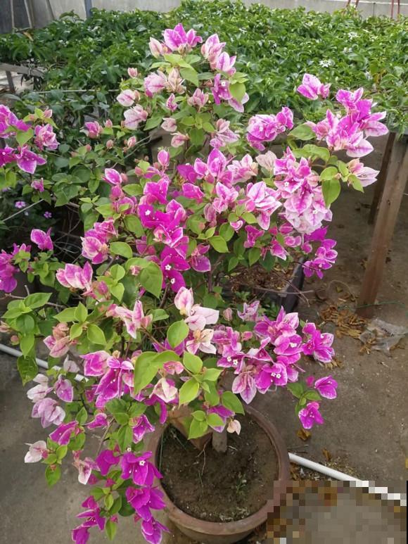 养这些花，就选一个最好的品种，随便养养都爆盆！