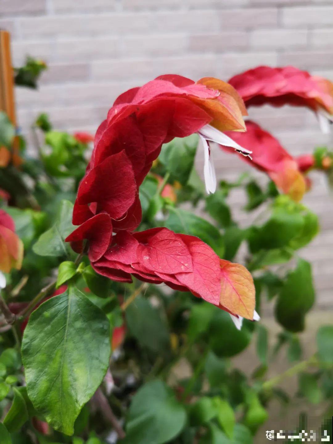 12种花，堪称“耐阴王”，比绿萝好看一万倍！