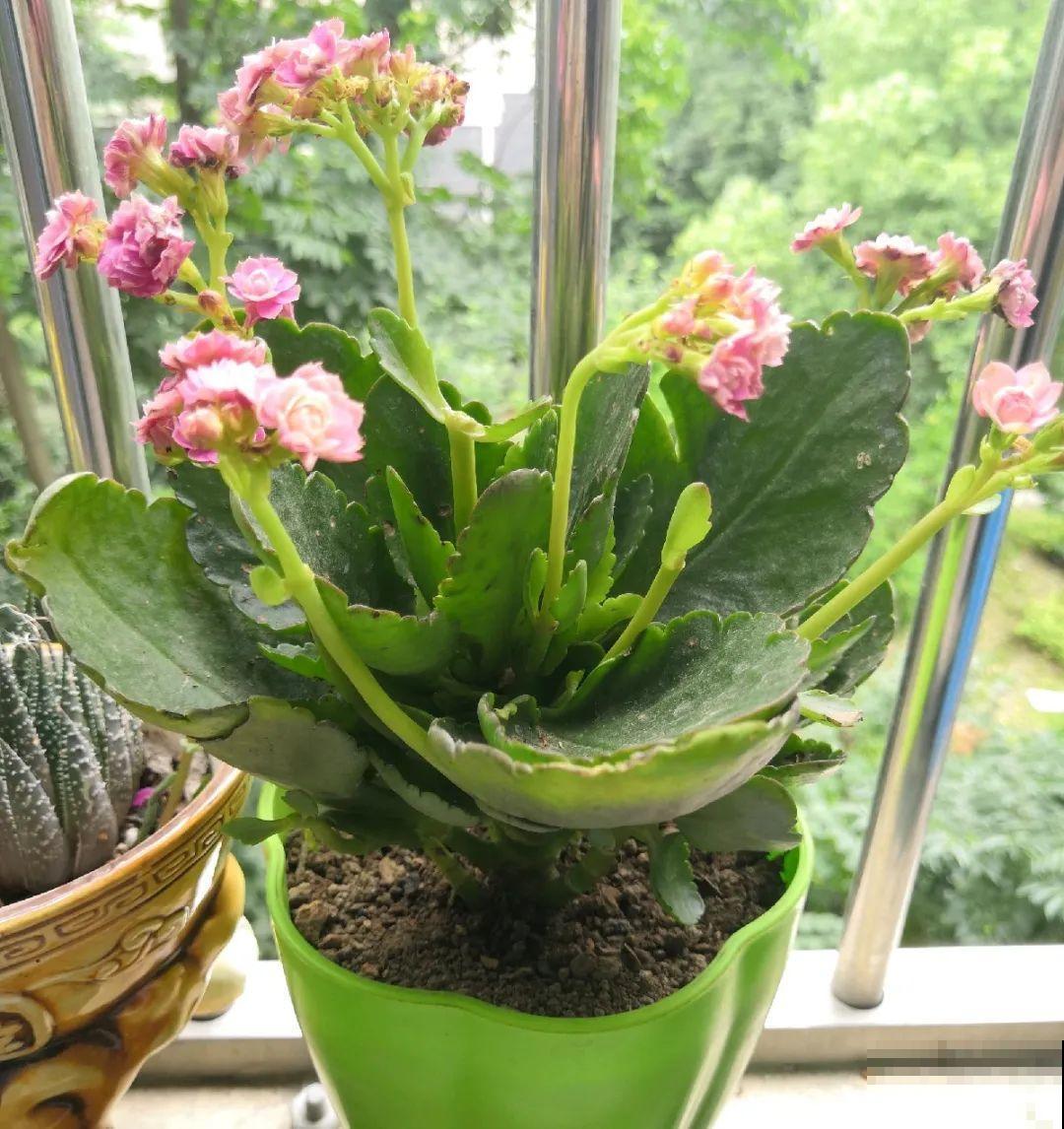 现在开花不一定是好事,赶紧剪掉,才能正常活 现在开花不一定是好事,赶紧剪掉,才能正常活