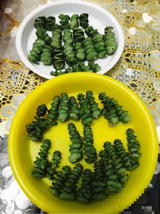 养花要狠得下心,枝条剁八段,呼呼长成新盆栽 养花要狠得下心,枝条剁八段,呼呼长成新盆栽