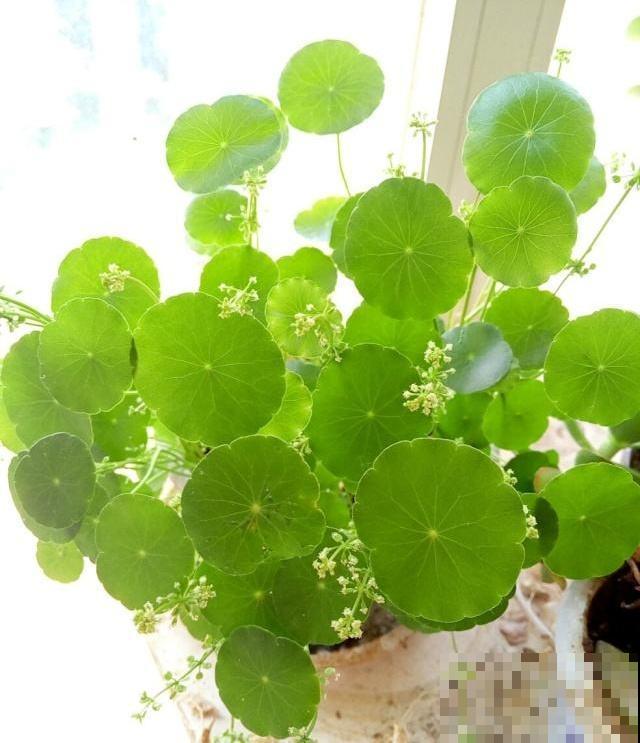 养这花，千万别买种子，全是假的！