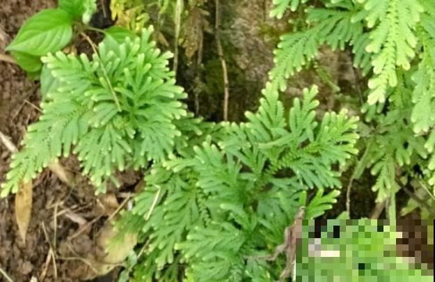 九死还魂草,怎么折腾都死不了,一遇水枯叶变绿叶! 九死还魂草,怎么折腾都死不了,一遇水枯叶变绿叶!