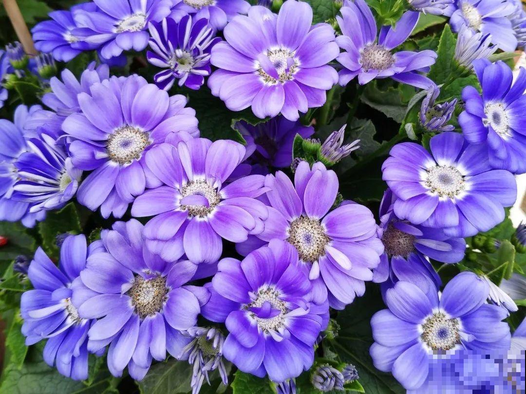 8种花是一次性的，开完就扔，别浪费时间！